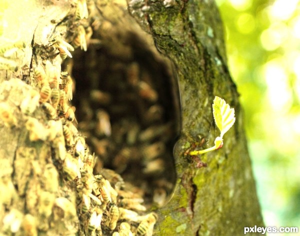 Creation of take a left at the bee tree: Step 2